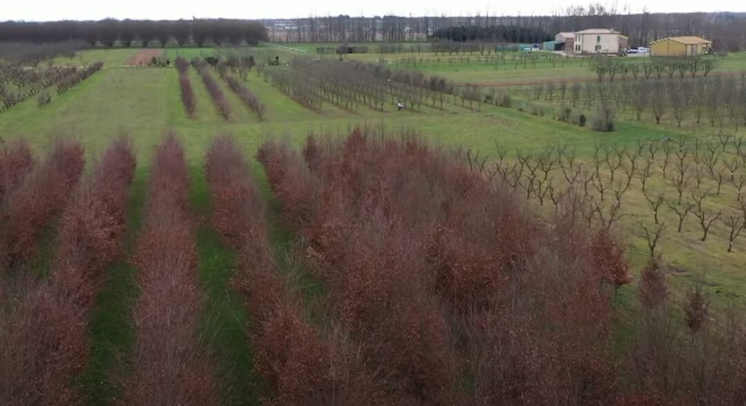 En Francia, los inviernos cálidos obligan a los agricultores a cambiar de cultivos.