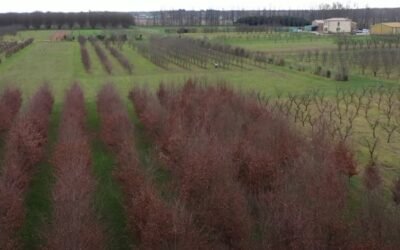 En Francia, los inviernos cálidos obligan a los agricultores a cambiar de cultivos.