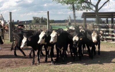En Los Amigos, Carlos Bachino Agronegocios despachó con agilidad oferta de calidad.