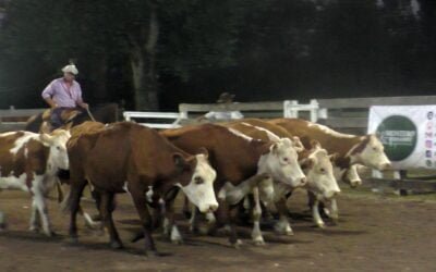 Montero & Fernández, con agilidad y valores interesantes, colocó surtida oferta en Campanero.