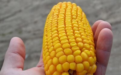 Prueba de campo con fertilizante foliares en maíz dulce.