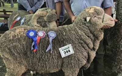 En la cabaña, este martes se vende la reconocida genética de Santa Catalina de Cortela