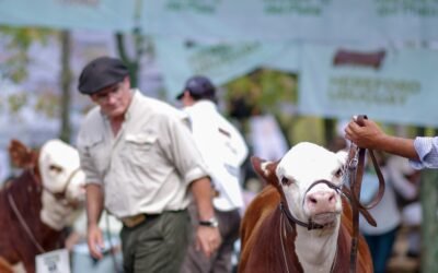 Vacunos. Los veredictos en Expo Durazno.