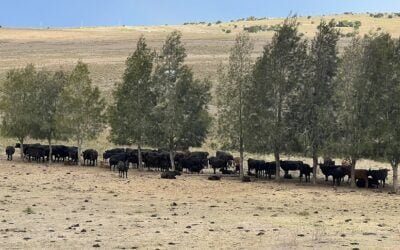 Frente al déficit hídrico, es momento de planificar y analizar qué pasos se van a dar.
