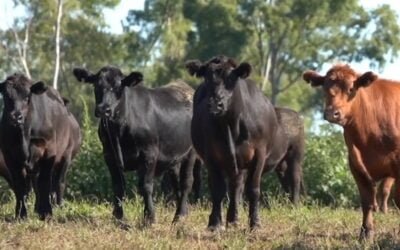 Ayer Pantalla Uruguay vendió 3.531 vacunos, hoy retoman las ventas desde las 09.00.