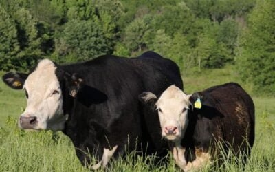 Dr. De Nava: En el norte el promedio de preñez es bueno, pero a un costo mayor al del año pasado.