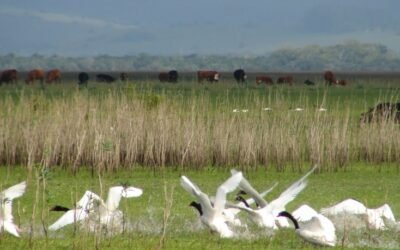 Lo que aprendimos con el Covid, apliquémoslo a la influenza aviar.