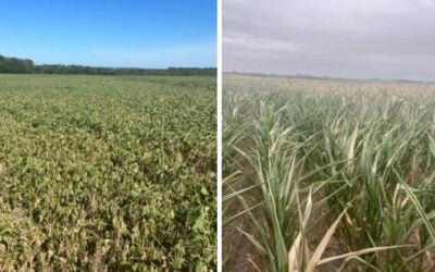 Dufour Commodities: Contexto actual del sector agrícola.