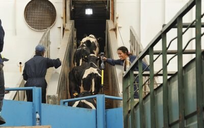 Salida de Nueva Zelanda del mercado exportador en pie da más posibilidades a Uruguay.