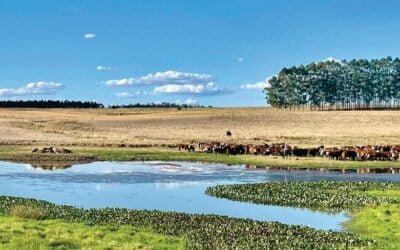 Hoy se viene, desde las 09.00 horas, el segundo remate de Plaza Rural, de febrero.