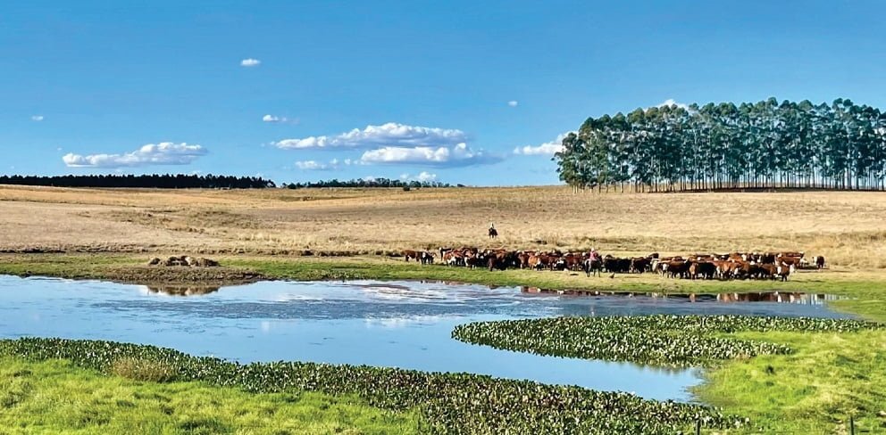 Cianobacterias: tóxicas y peligrosas para la salud animal.