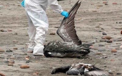 Chile confirma nuevos casos de influenza aviar en aves silvestres.