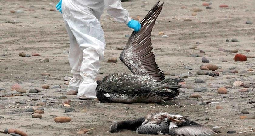 Chile confirma nuevos casos de influenza aviar en aves silvestres.