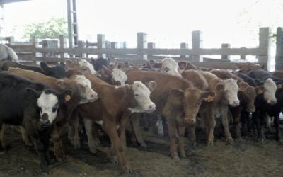 La sequía condicionó el mercado de Ortiz, con Ricardo Bachino Grosso.