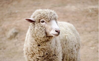 Bajó el precio internacional de la lana.