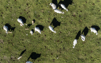 La FAO publica su primera evaluación mundial del carbono en el suelo de los pastizales.