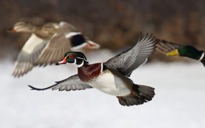 Organización Mundial de Sanidad Animal en alerta por evolución de la gripe aviar y su vínculo con mamíferos.