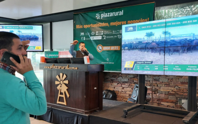 Plaza Rural terminó el remate 262 con el 91% de la oferta colocada y varios ajustes al alza.