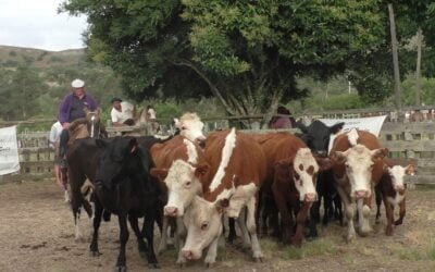 Con Manuel F. Porta, precios del momento en La Querencia.