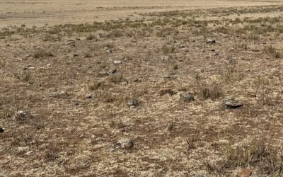 Ing. Russi, presidente de la SRD: “Los cultivos están sufridos y condenados a no ser cosechados”.