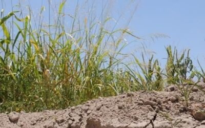 Ing. González: Mientas no llueva, “la capacidad de recuperación es cada vez menor”.