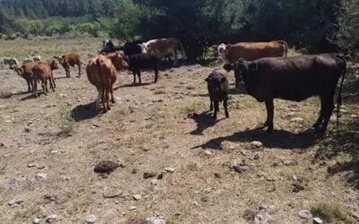 Intendencia de Tacuarembó informó sobre las herramientas disponibles para enfrentar la sequía.