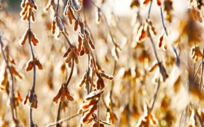 Brasil. Sequía al sur del país amenaza potencial de producción nacional.