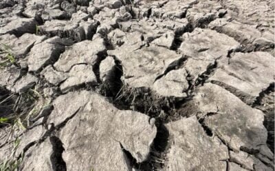 Medidas aprobadas por el MGAP y otros organismos estatales frente al déficit hídrico.