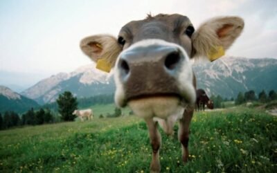 Ganadería y cambio climático, convirtiendo la amenaza en oportunidad.