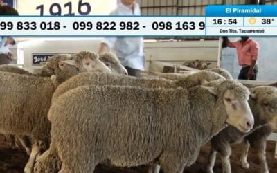 El mayor valor de El Piramidal fue para los Merino Dohne, a US$ 3.800.