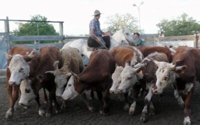 José María Clavijo en El Soldado mostró la realidad del mercado de haciendas.