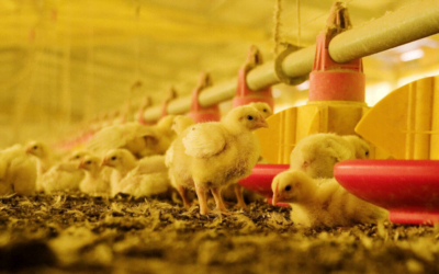 MGAP reitera recomendaciones al confirmar influenza aviar en Tacuarembó.