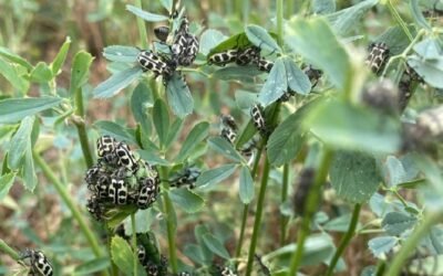Ya no hay dudas. INIA confirma que el escarabajo siete de oro es tóxico para vacunos.