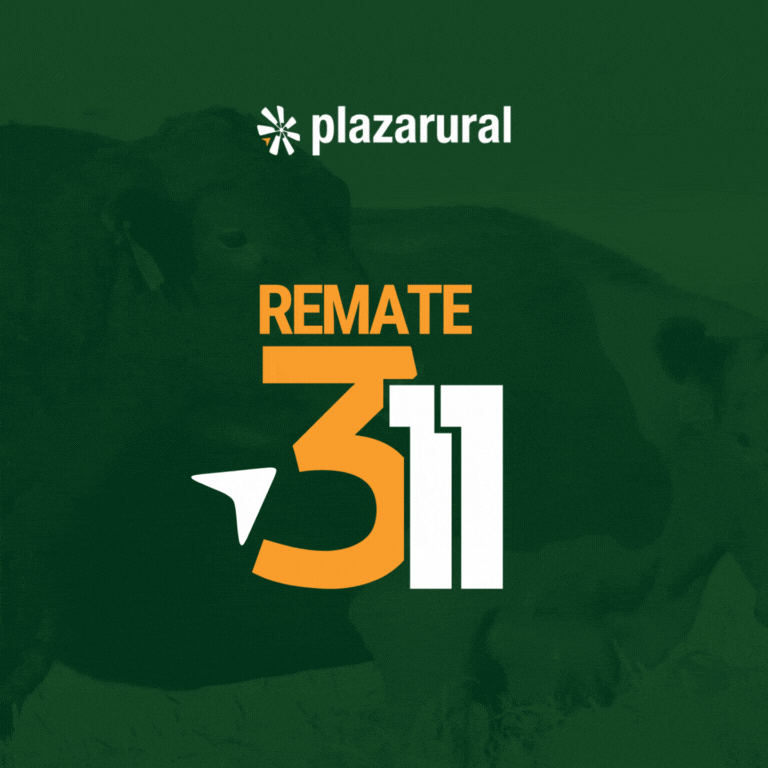 Plaza