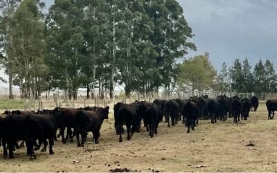 Esta semana Plaza Rural rematará casi 12.000 vacunos de primer nivel.