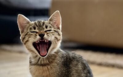 Ganadería y Salud Pública trabajan en conjunto para el control de la rabia.