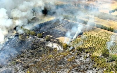 FAO llamó a priorizar medidas de prevención para enfrentar incendios forestales.