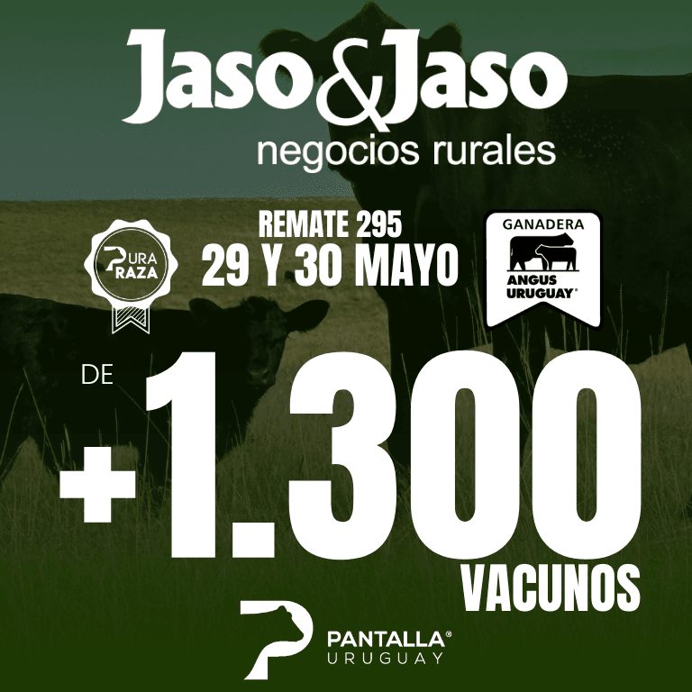jaso