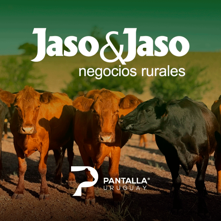 Jaso y Jaso