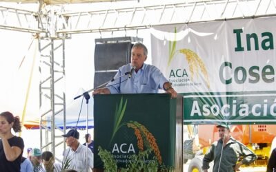 Mattos: El arroz cosechará buenos resultados.