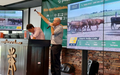 Plaza Rural colocó el 97% de la oferta.