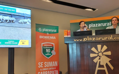 En tres días Plaza Rural colocó 19.336 vacunos.