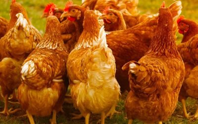 “Bioseguridad es la principal herramienta” para que la gripe aviar “no ingrese en el circuito productivo”.