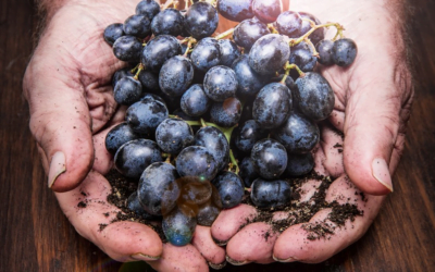 Origen del vino. Sorprendente descubrimiento revela que se producía hace 11.000 años.