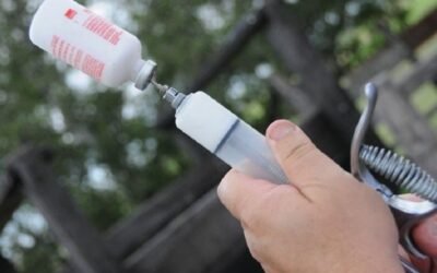 El 15 de marzo comienza la vacunación antiaftosa.