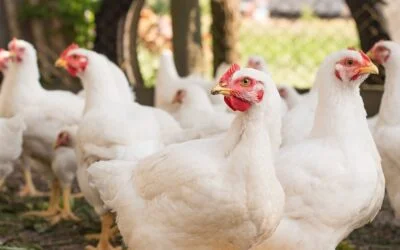 Nuevo estudio busca identificar alternativas a los antibióticos para controlar la Salmonella en pollos