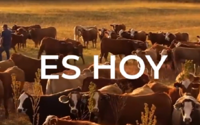 Hoy Lote 21 rematará 7.000 vacunos.