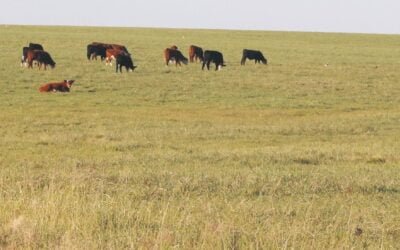 Desde mañana y hasta el viernes, Plaza Rural rematará 24.423 vacunos.