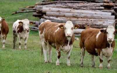 “Gravísima” situación de la garrapata en los departamentos del norte.