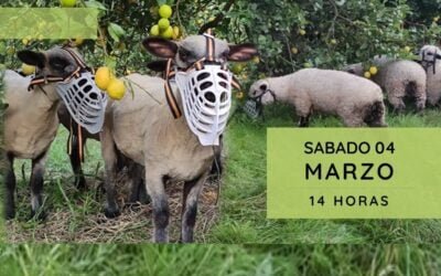El sábado 4 el Plan Agropecuario y la Sociedad de Silvopastoreo presentan jornada sobre pastoreo ovino en árboles frutales.